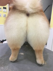 府中 新町 トリミング